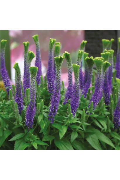 Кущ вероніки Кристата